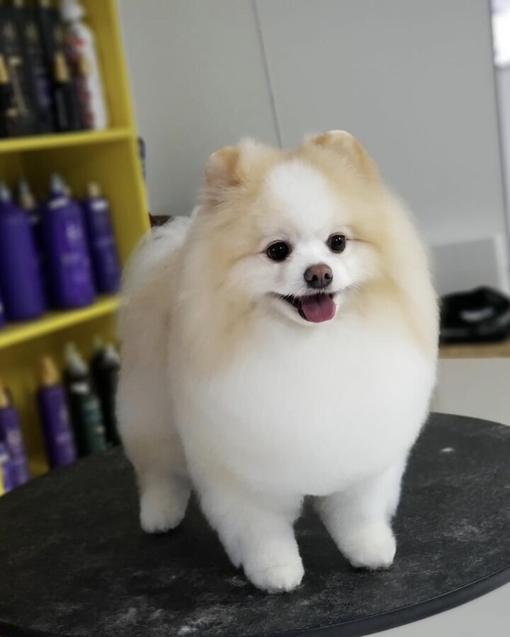 Lulu da Pomerânia tosada na Vida Animal